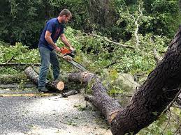 Best Emergency Tree Removal  in Braham, MN