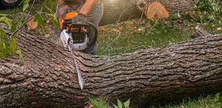 Best Artificial Turf Installation  in Braham, MN