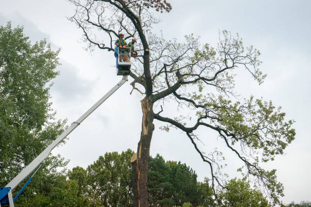 Best Utility Line Clearance  in Braham, MN