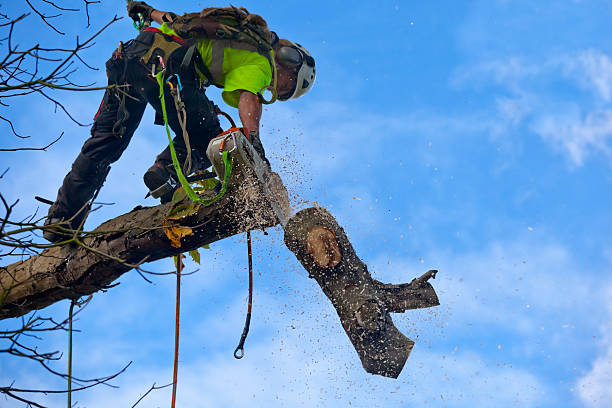 Trusted Braham, MN Tree Care Experts